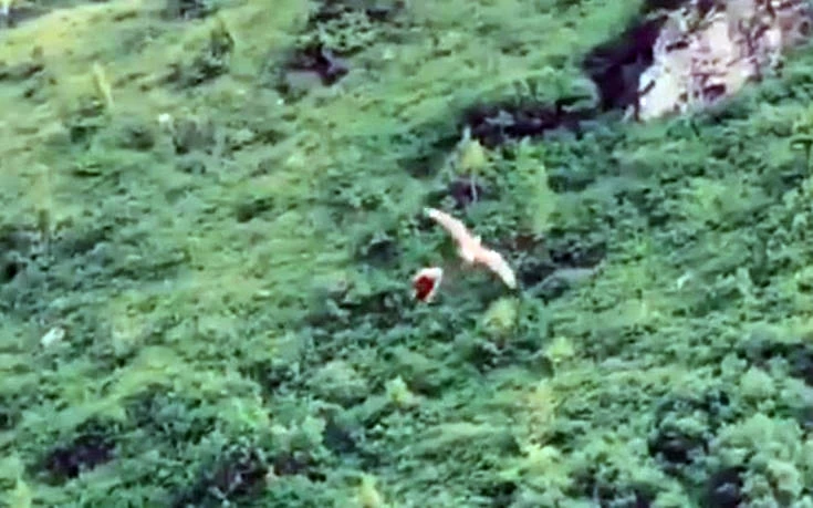 Γεράκι χάνει και ξαναπιάνει τη λεία του με μια εντυπωσιακή κίνηση (βίντεο)